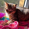animal, blanket, cat, closeup, cozy, cute, domestic, feathers, feline, fur, indoor, mammal, pet, pink, portrait, relaxing, resting, sunlight, tabby, window