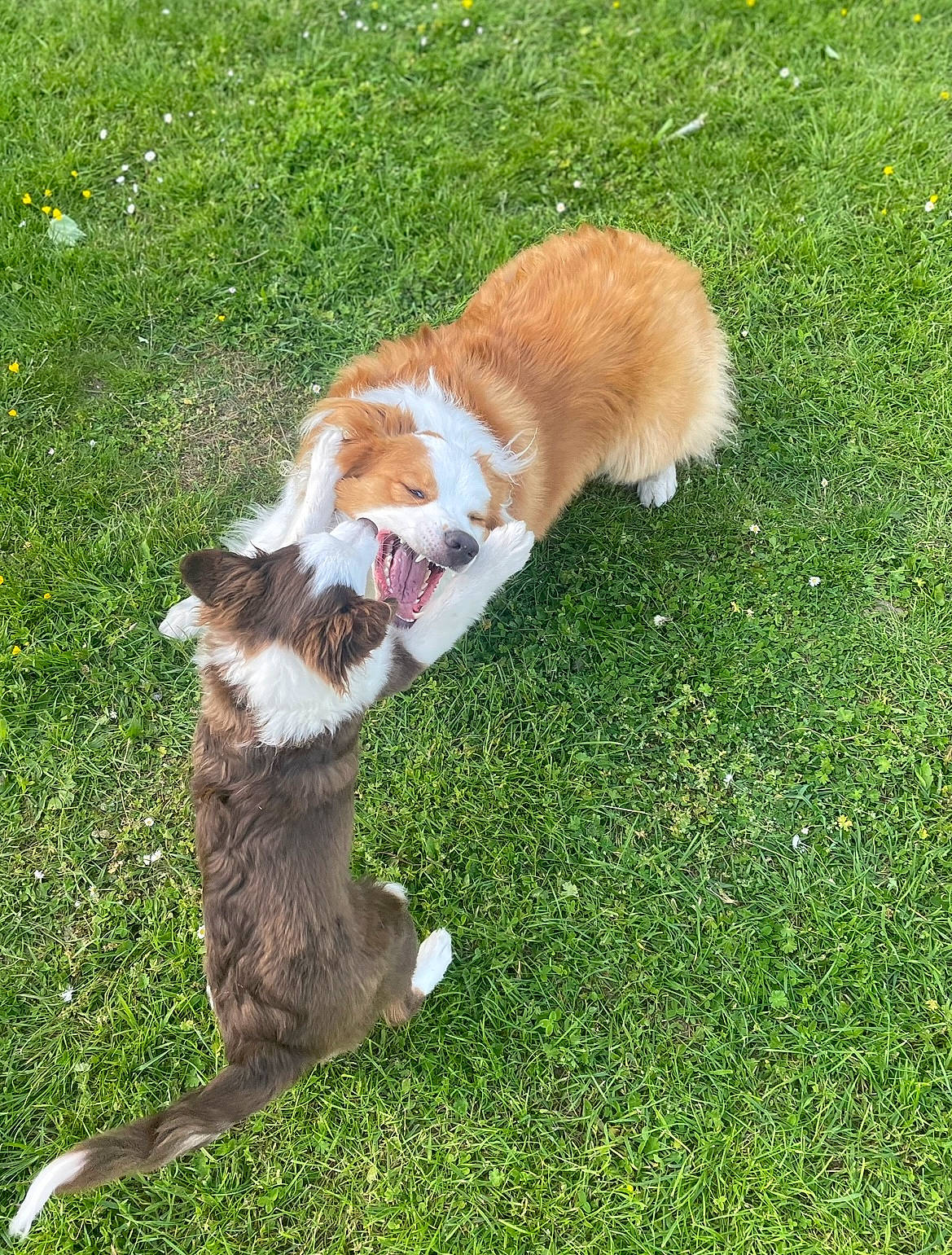 Tiya a rejoint le concours — aidez-le/la à gagner de superbes lots ! art, canidae, carnivore, cat, companion_dog, dog_breed, domestic_short_haired_cat, fawn, felidae, fur, grass, groundcover, lawn, plant, rough_collie, small_to_medium_sized_cats, snout, sporting_group, tail, whiskers