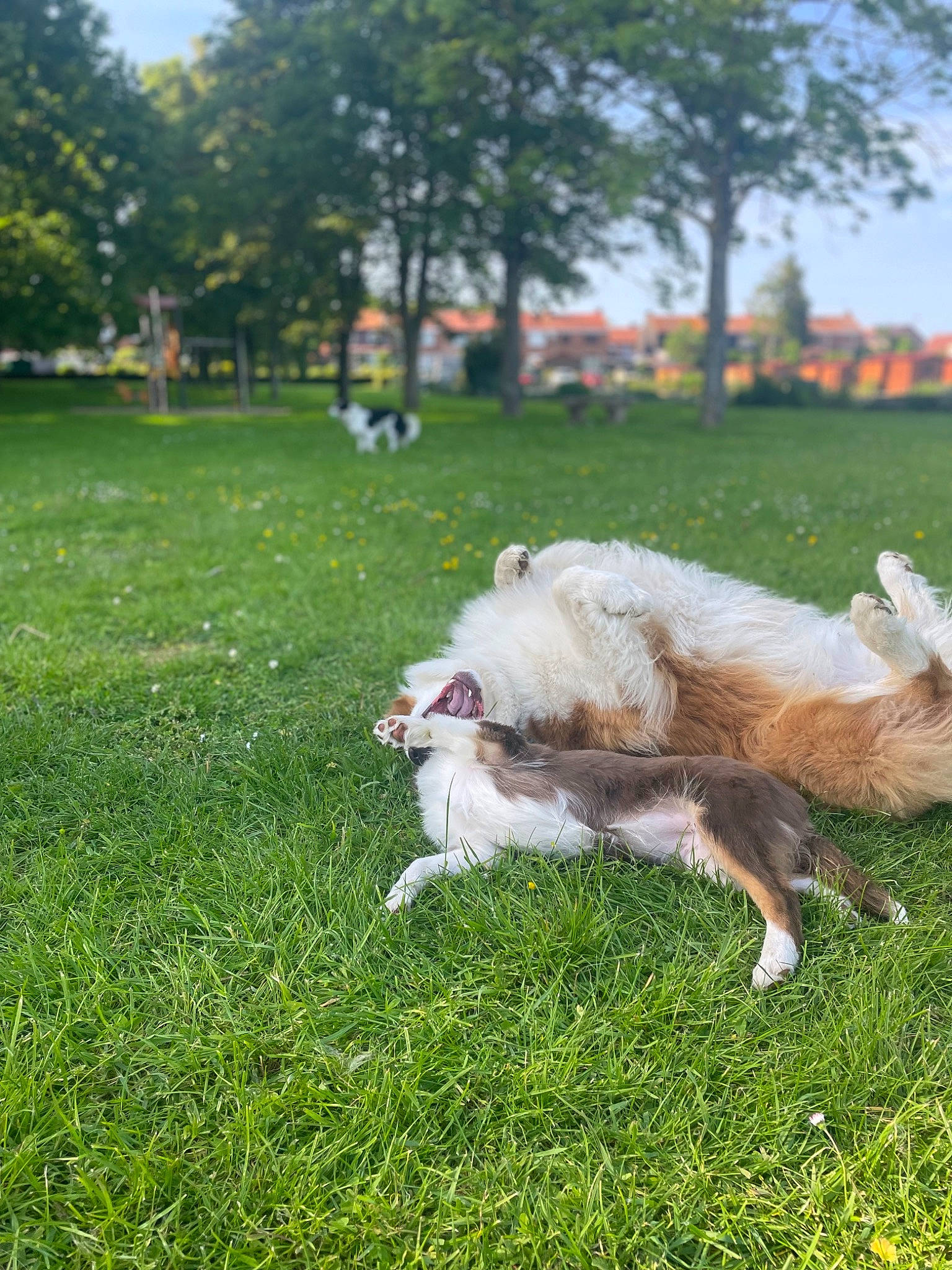 Tiya participe au concours pour gagner de l'argent avec cette photo : canidae, carnivore, companion_dog, dog, dog_breed, fawn, fur, grass, grassland, groundcover, herbaceous_plant, non_sporting_group, pasture, plant, sky, sporting_group, tail, tree, working_animal, working_dog