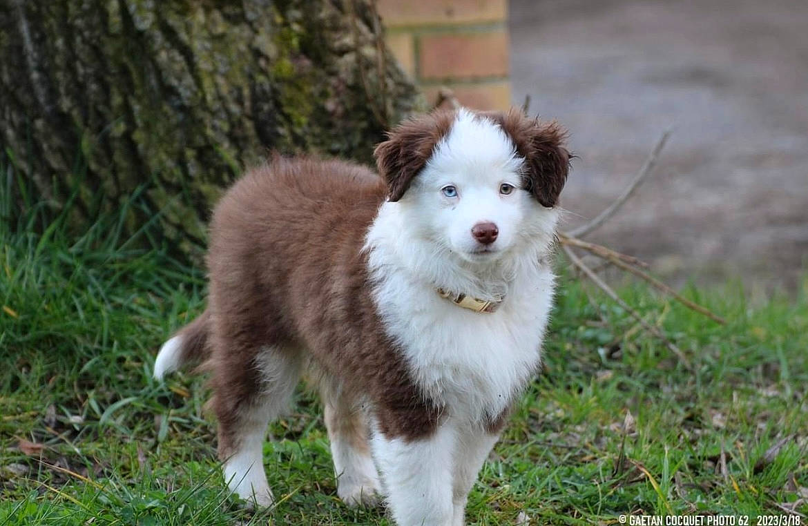 Tiya participe au concours pour gagner de l'argent avec cette photo : ancient_dog_breeds, canidae, canis, carnivore, companion_dog, dog, dog_breed, fur, grass, non_sporting_group, puppy, snout, sporting_group, tail, terrestrial_animal, tree, whiskers, wildlife, working_animal, working_dog