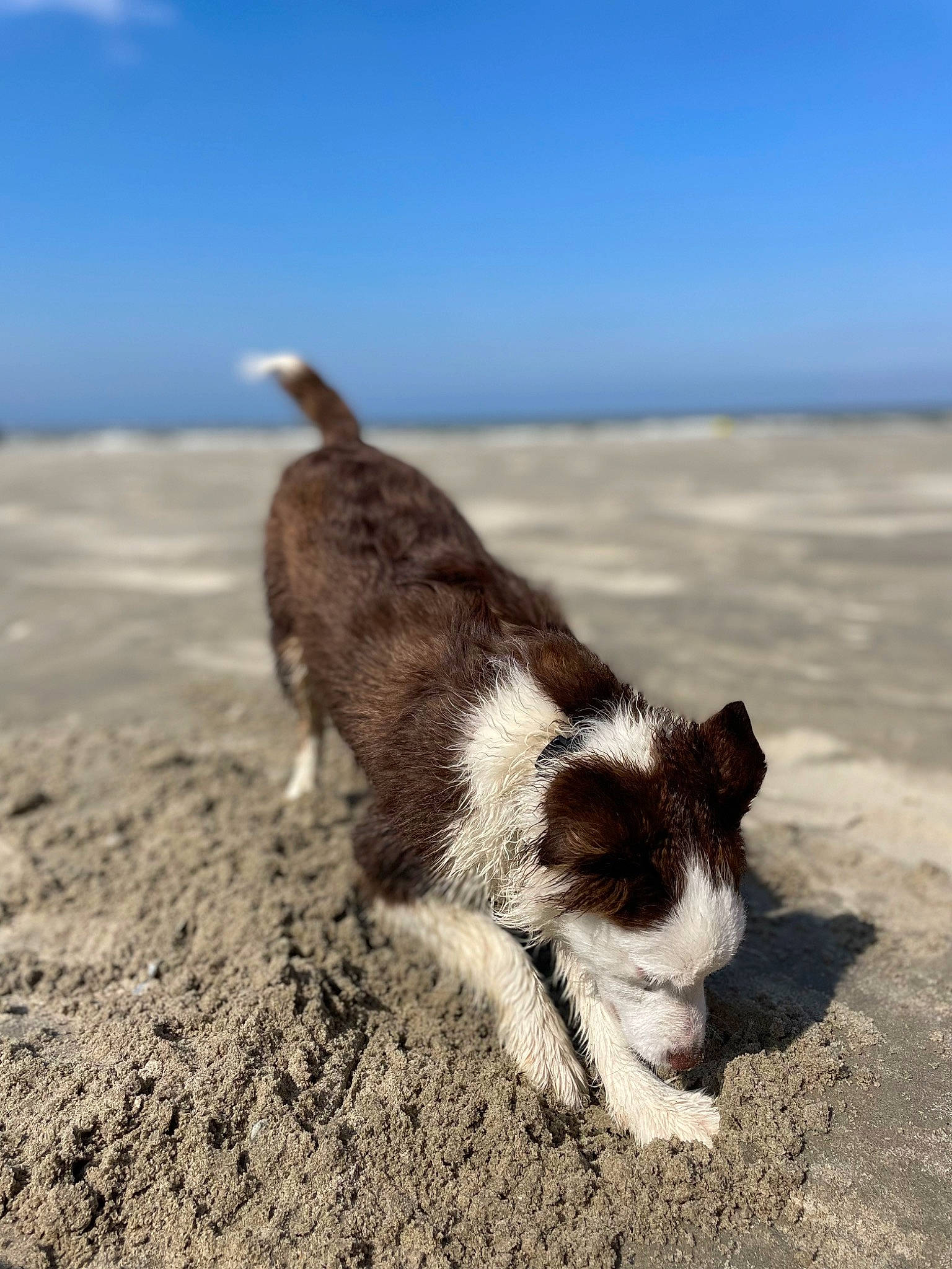 Tiya participe au concours pour gagner de l'argent avec cette photo : canidae, carnivore, cloud, coast, companion_dog, dog, dog_breed, fawn, horizon, landscape, ocean, sand, shadow, sky, snout, soil, sporting_group, tail, terrestrial_animal, wildlife