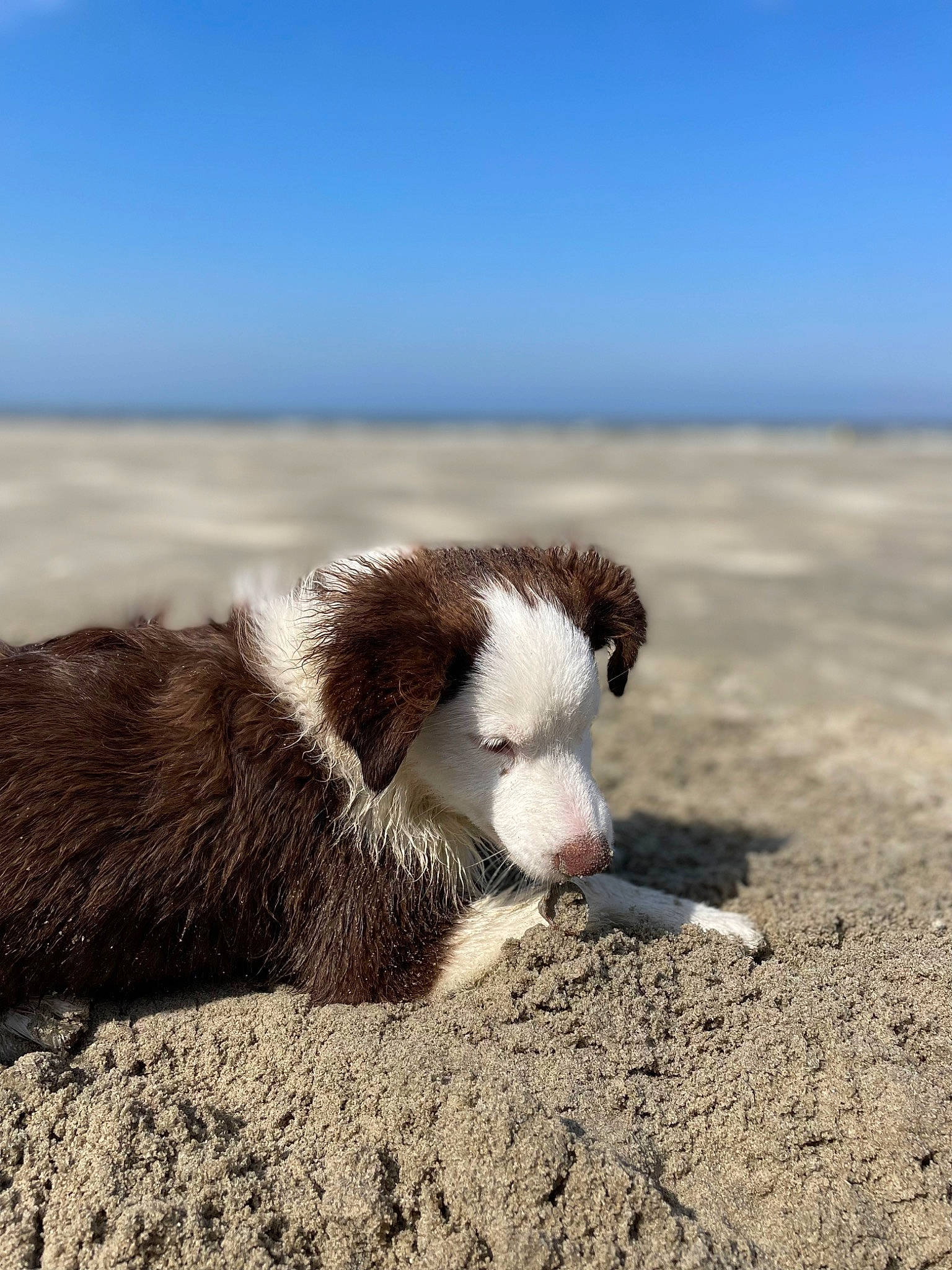 Tiya a rejoint le concours — aidez-le/la à gagner de superbes lots ! canidae, carnivore, companion_dog, dog, dog_breed, ecoregion, fur, grass, herding_dog, horizon, landscape, ocean, sand, sky, snout, soil, sporting_group, terrestrial_animal, tundra, wildlife