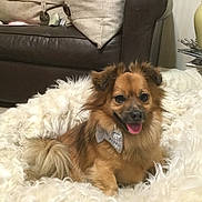 Miles is registered to the contest to win money with this photo: dog, pet, bow_tie, fluffy_bed, furry, happy, tongue_out, indoor, living_room, couch, brown, fur, smile, cozy, relaxing, animal, companion, cute, small_dog, home