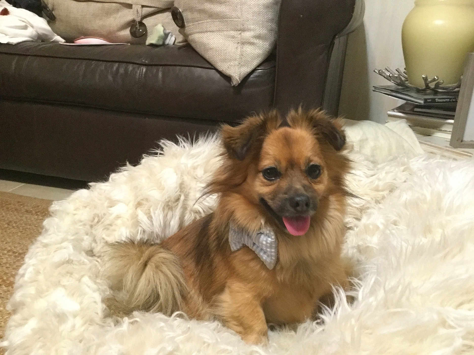 Miles is registered to the contest to win money with this photo: dog, pet, bow_tie, fluffy_bed, furry, happy, tongue_out, indoor, living_room, couch, brown, fur, smile, cozy, relaxing, animal, companion, cute, small_dog, home