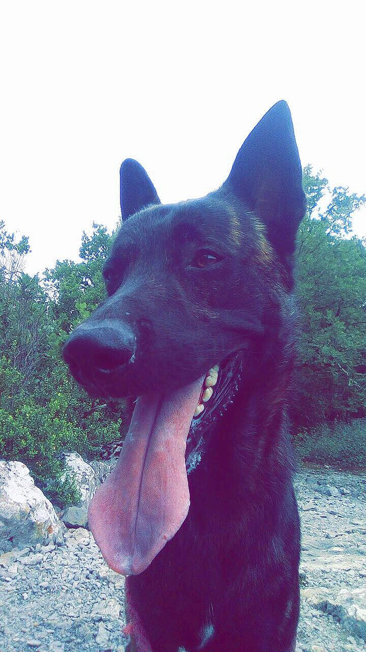 Diego a rejoint le concours — aidez-le/la à gagner de superbes lots ! ancient_dog_breeds, black_norwegian_elkhound, canidae, carnivore, dog, dog_breed, formosan_mountain_dog, jaw, mammal, rare_breed_dog, snout, thai_ridgeback, vertebrate