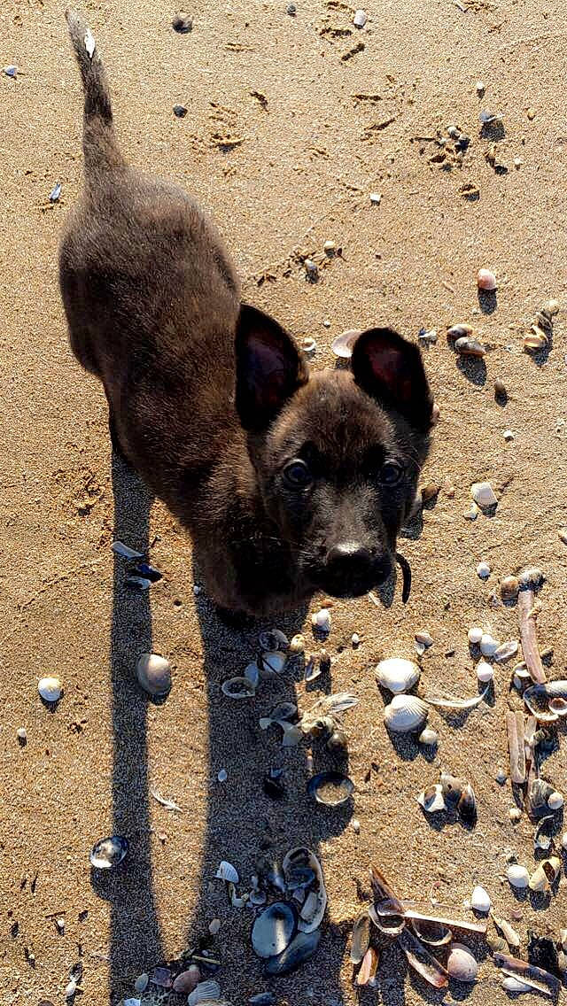 Diego a rejoint le concours — aidez-le/la à gagner de superbes lots ! canidae, carnivore, dog, dog_breed, fawn, formosan_mountain_dog, kai_ken, mammal, rare_breed_dog, snout, soil, vertebrate