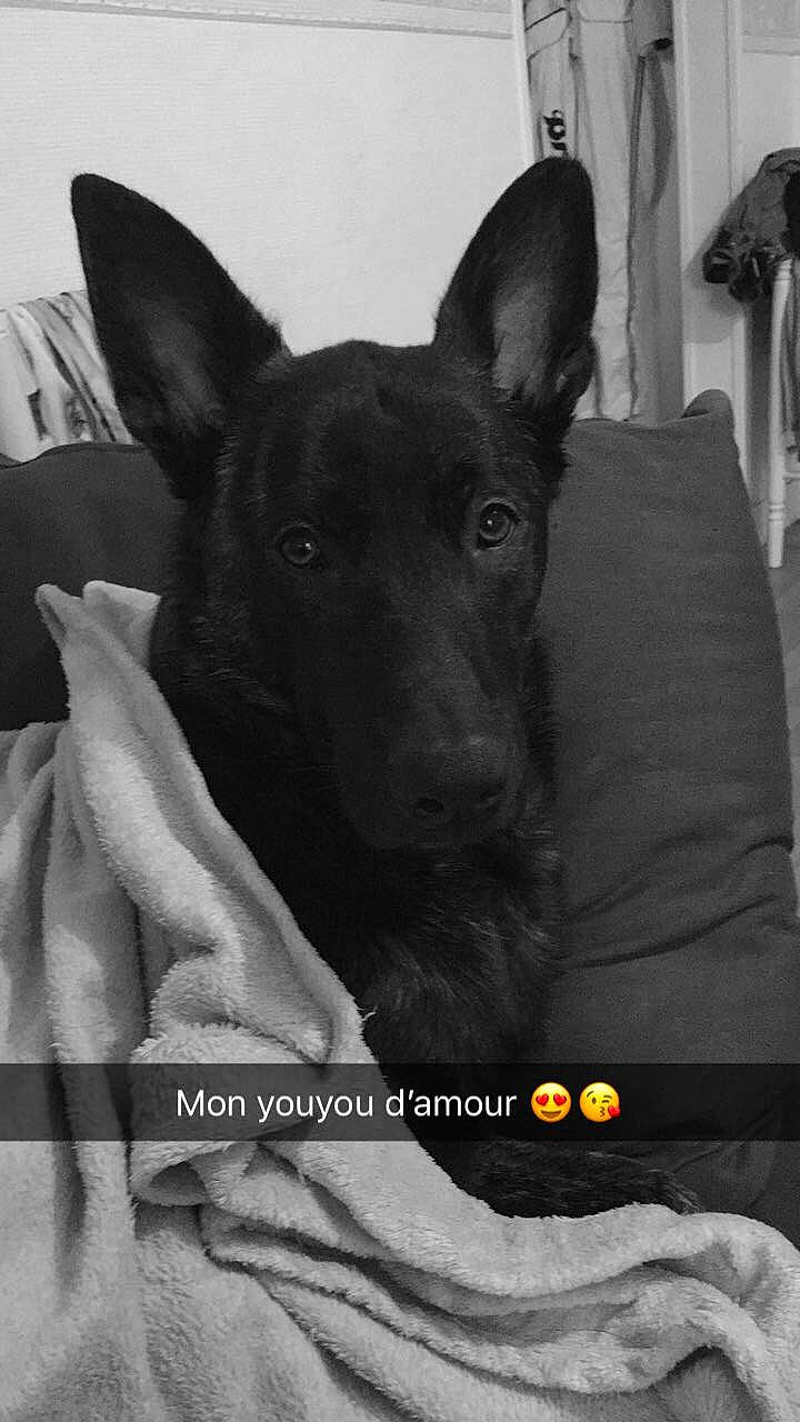 Diego participe au concours pour gagner de l'argent avec cette photo : australian_kelpie, bull_and_terrier, canidae, carnivore, dog, dog_breed, ear, formosan_mountain_dog, mammal, rare_breed_dog, snout, thai_ridgeback, vertebrate