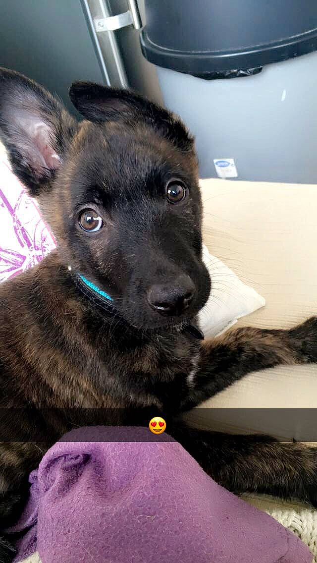 Diego a rejoint le concours — aidez-le/la à gagner de superbes lots ! belgian_shepherd, canidae, carnivore, dog, dog_breed, dutch_shepherd_dog, formosan_mountain_dog, german_shepherd_dog, kai_ken, mammal, puppy, rare_breed_dog, snout, sporting_group, vertebrate