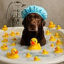 dog, labrador, shower_cap, bathtub, bubble_bath, rubber_duck, yellow_duck, bathroom, tile_wall, water, pet, cute, animal, sitting, foam, playful, indoor, portrait, brown_dog, funny