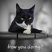 Boots is registered to the contest to win money with this photo: cat, black_and_white, green_eyes, railing, posing, pet, feline, close_up, portrait, animal, domestic_animal, resting, looking, curious, cute, whiskers, paw, text_overlay, monochrome_background, indoor
