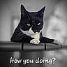 cat, black_and_white, green_eyes, railing, posing, pet, feline, close_up, portrait, animal, domestic_animal, resting, looking, curious, cute, whiskers, paw, text_overlay, monochrome_background, indoor