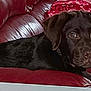 Ugolin a rejoint le concours — aidez-le/la à gagner de superbes lots ! borador, canidae, carmine, carnivore, collar, comfort, companion_dog, couch, dog, dog_breed, dog_collar, dog_supply, fur, gun_dog, liver, pet_supply, sleeper_chair, snout, sporting_group, working_animal