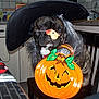 Gus participe au concours pour gagner de l'argent avec cette photo :