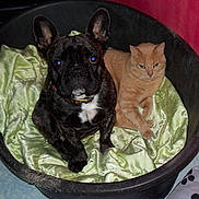 Gus a rejoint le concours — aidez-le/la à gagner de superbes lots ! carnivoran, cat, dog, dog_breed, dog_breed_group, dog_like_mammal, french_bulldog, non_sporting_group, snout, whiskers
