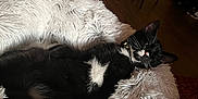 Levi is registered to the contest to win money with this photo: cat, black_and_white, sleeping, fluffy_bed, indoor, pet, cozy, relaxing, furniture, living_room, couch, floor, collar, domestic_animal, resting, whiskers, quiet, home, comfort, cute