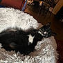 cat, black_and_white, sleeping, fluffy_bed, indoor, pet, cozy, relaxing, furniture, living_room, couch, floor, collar, domestic_animal, resting, whiskers, quiet, home, comfort, cute