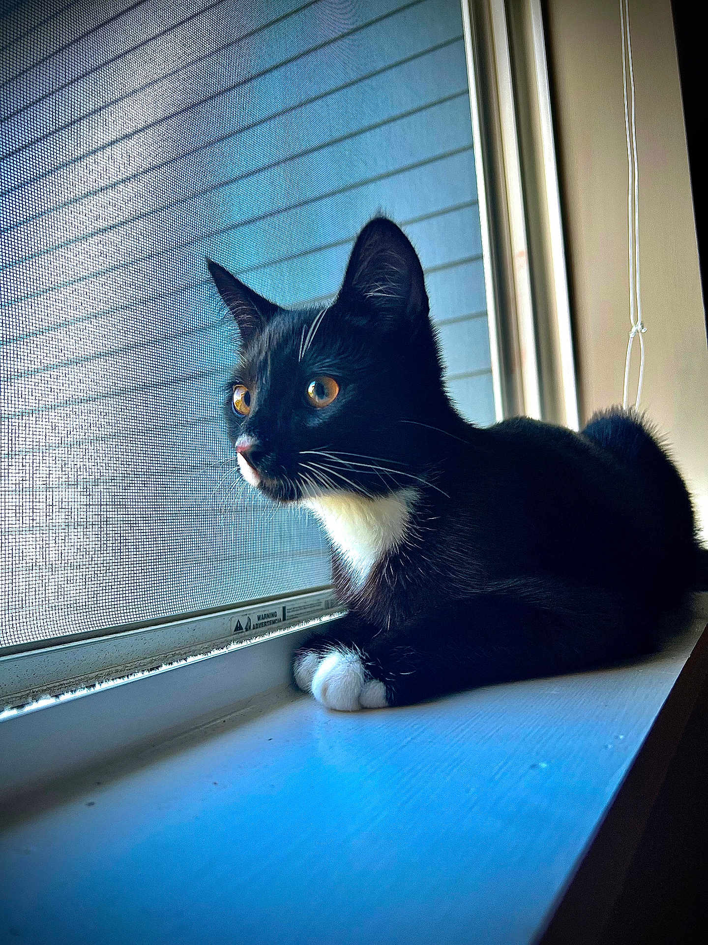 Levi