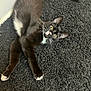 Levi joined the competition — help win amazing prizes! cat, tuxedo_cat, pet, animal, feline, indoor, carpet, black, white, whiskers, playful, stretching, cute, eyes, fur, relaxed, floor, mammal, domestic, curious