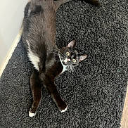 Levi joined the competition — help win amazing prizes! cat, black_cat, white_paws, white_chest, curious, wide_eyes, indoor, rug, fluffy_rug, floor, wood_floor, pet, animal, feline, whiskers, ears, tail, relaxed, home, corner
