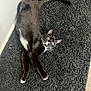 cat, black_cat, white_paws, white_chest, curious, wide_eyes, indoor, rug, fluffy_rug, floor, wood_floor, pet, animal, feline, whiskers, ears, tail, relaxed, home, corner