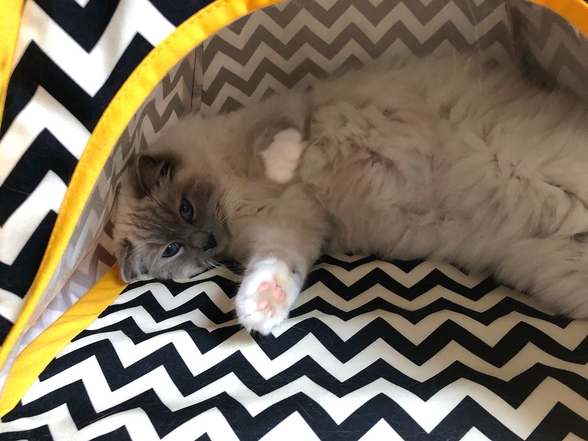 Roméo a rejoint le concours — aidez-le/la à gagner de superbes lots ! canidae, carnivore, carpet, cat, claw, comfort, companion_dog, domestic_short_haired_cat, fawn, felidae, flooring, fur, linens, nap, pattern, paw, small_to_medium_sized_cats, sporting_group, tail, whiskers