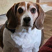 Bernie is registered to the contest to win money with this photo: beagle, dog, pet, indoor, brown, white, ears, fur, animal, canine, looking, face, eyes, nose, floor, furniture, home, portrait, sitting, closeup
