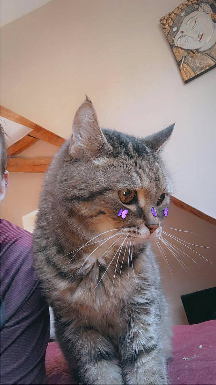 Frimousse a rejoint le concours — aidez-le/la à gagner de superbes lots ! carnivore, cat, claw, domestic_short_haired_cat, ear, fawn, felidae, fur, grey, paw, sitting, small_to_medium_sized_cats, snout, tail, whiskers, window