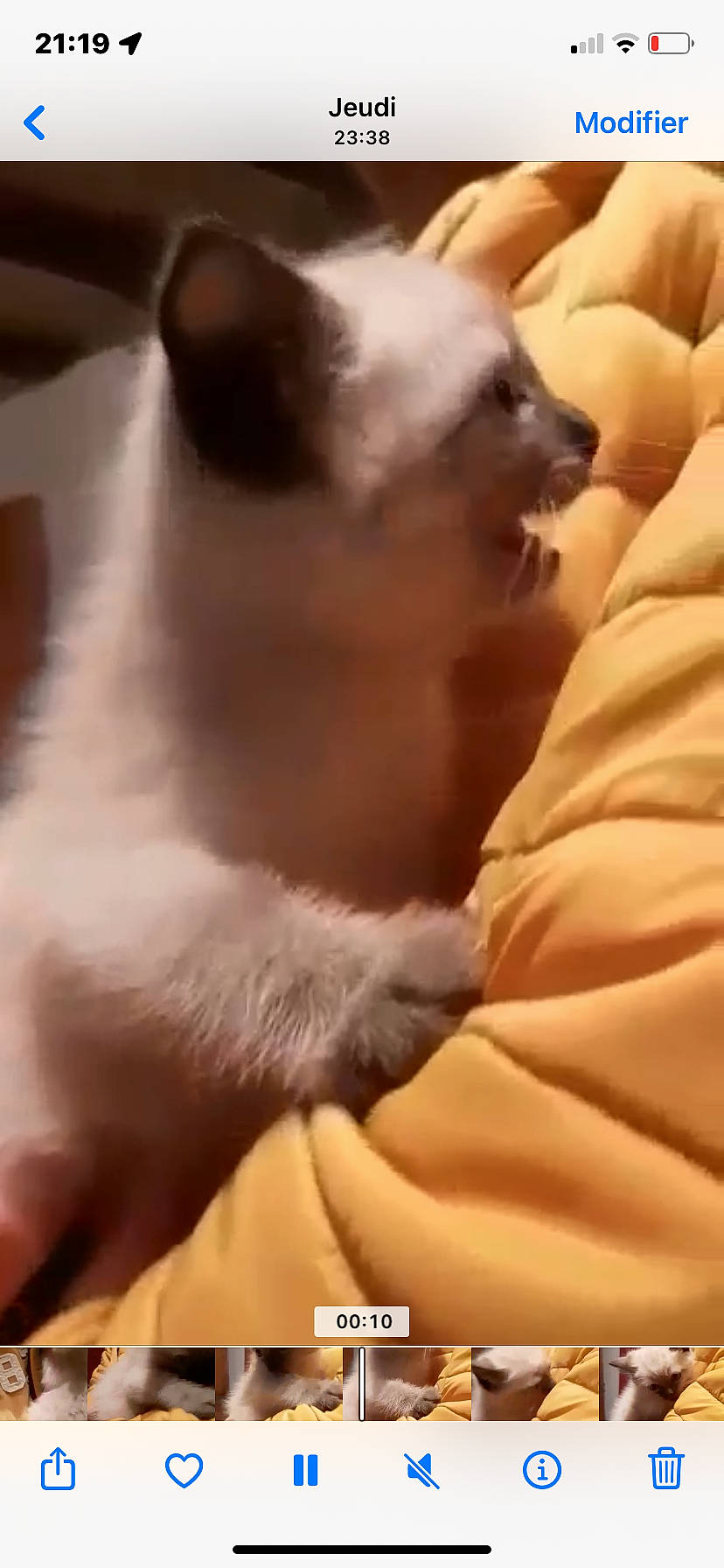 Sparky a rejoint le concours — aidez-le/la à gagner de superbes lots ! balinese, birman, canidae, carnivore, cat, comfort, companion_dog, dog_breed, ear, fawn, felidae, foot, fur, paw, siamese, small_to_medium_sized_cats, tail, terrestrial_animal, thai, whiskers