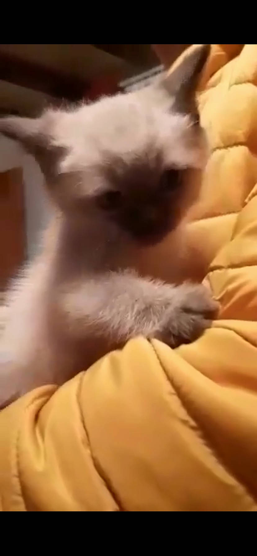 Sparky a rejoint le concours — aidez-le/la à gagner de superbes lots ! balinese, birman, canidae, carnivore, cat, comfort, companion_dog, dog_breed, ear, fawn, felidae, fur, non_sporting_group, siamese, small_to_medium_sized_cats, snout, whiskers, working_animal