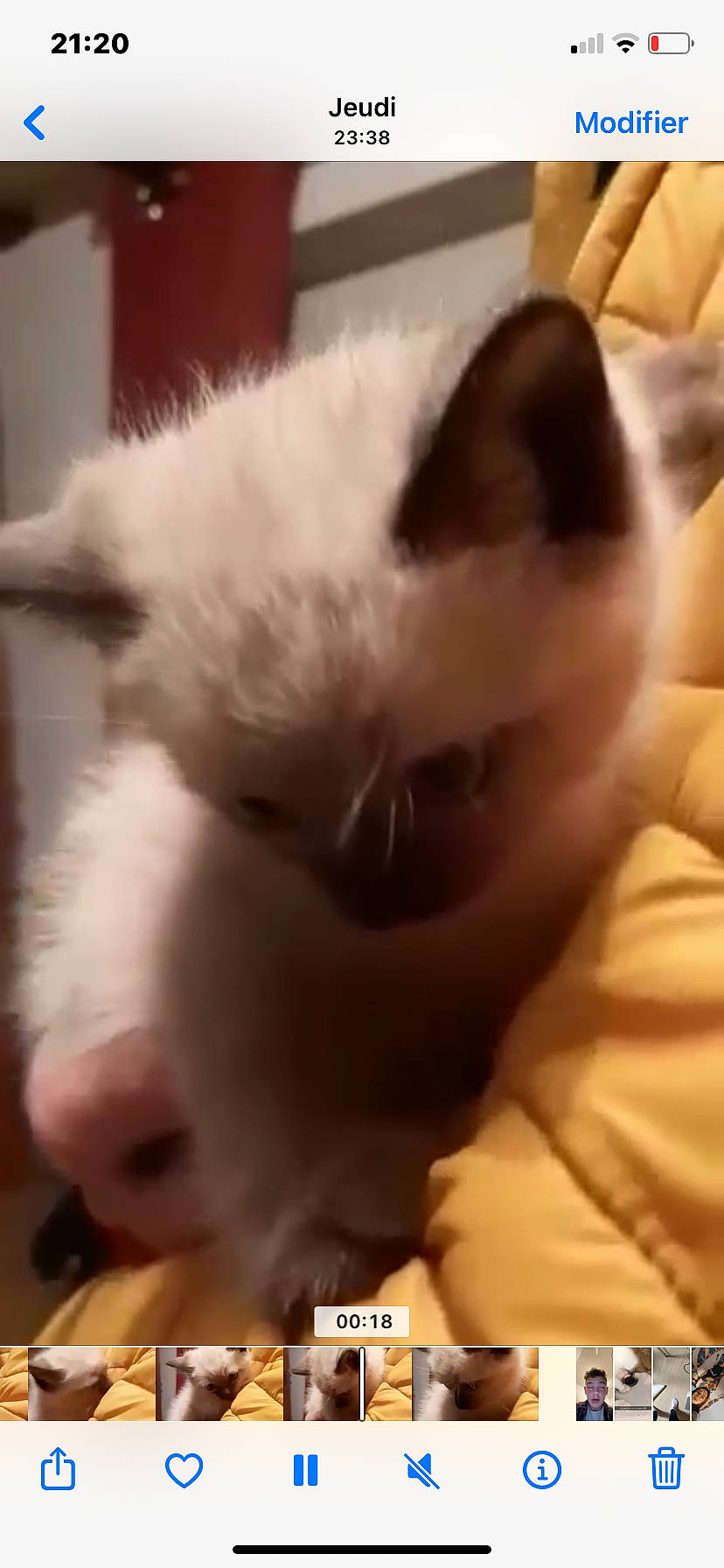 Sparky a rejoint le concours — aidez-le/la à gagner de superbes lots ! carnivore, cat, claw, comfort, ear, fawn, felidae, fur, gesture, mammal, paw, small_to_medium_sized_cats, snout, tail, terrestrial_animal, whiskers