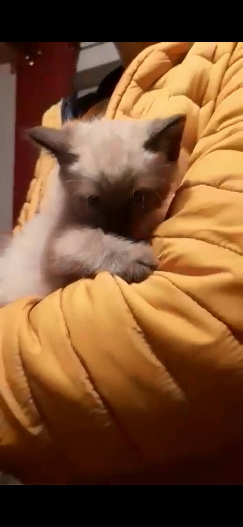 Sparky participe au concours pour gagner de l'argent avec cette photo : bed, canidae, carnivore, cat, claw, comfort, companion_dog, dog_breed, fawn, felidae, fur, linens, mammal, paw, room, small_to_medium_sized_cats, tail, terrestrial_animal, thai, whiskers