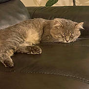 Kisa is registered to the contest to win money with this photo: animal, calm, cat, comfortable, couch, cozy, domestic, feline, fur, home, indoor, leather, paw, pet, plant, quiet, relaxation, resting, sleeping, whiskers