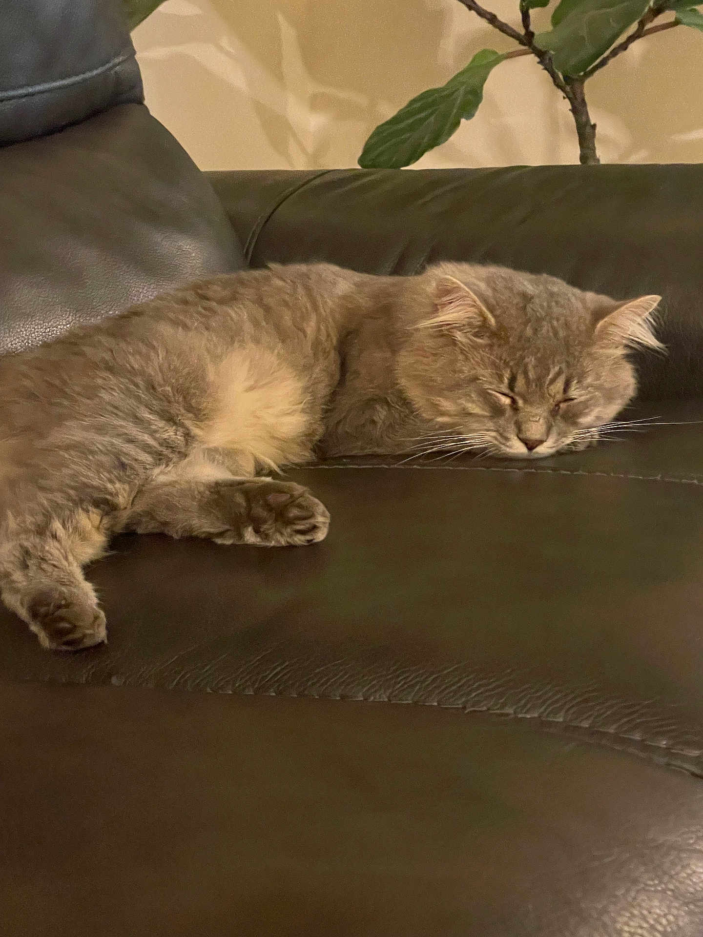 Kisa