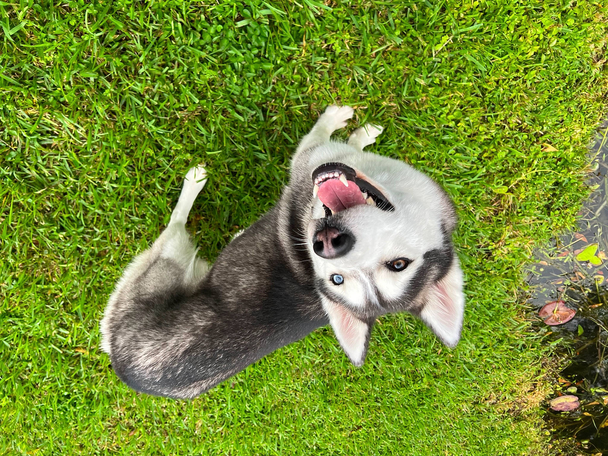 Athena is registered to the contest to win money with this photo: canidae, carnivore, collar, companion_dog, dog_breed, fawn, felidae, fur, grass, groundcover, non_sporting_group, paw, plant, snout, sporting_group, tail, terrestrial_animal, whiskers