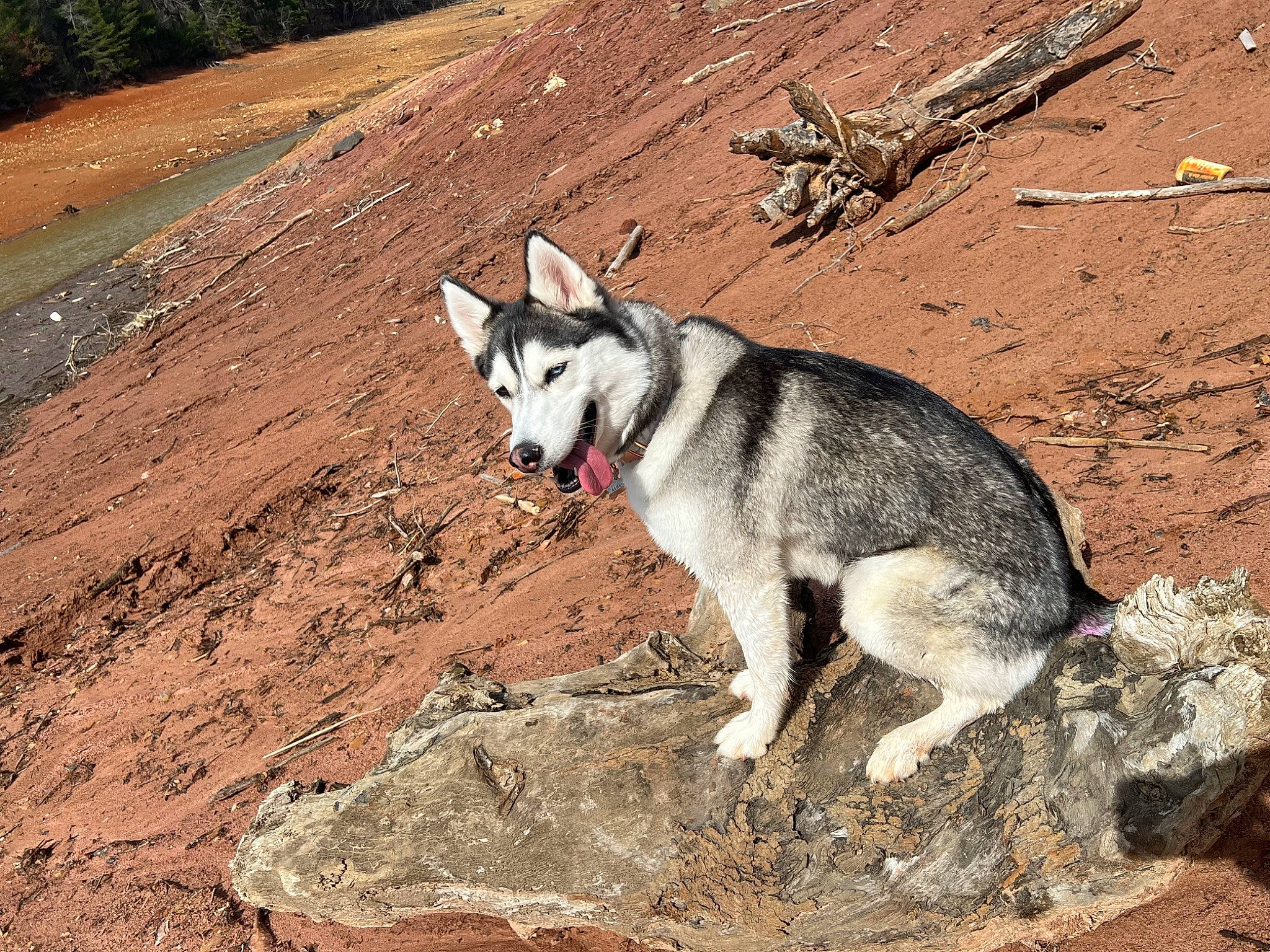 Athena joined the competition — help win amazing prizes! ancient_dog_breeds, canidae, canis, carnivore, collar, dog, dog_breed, landscape, plant, siberian_husky, sled_dog, snout, soil, sporting_group, tail, terrestrial_animal, wolf, working_animal, working_dog