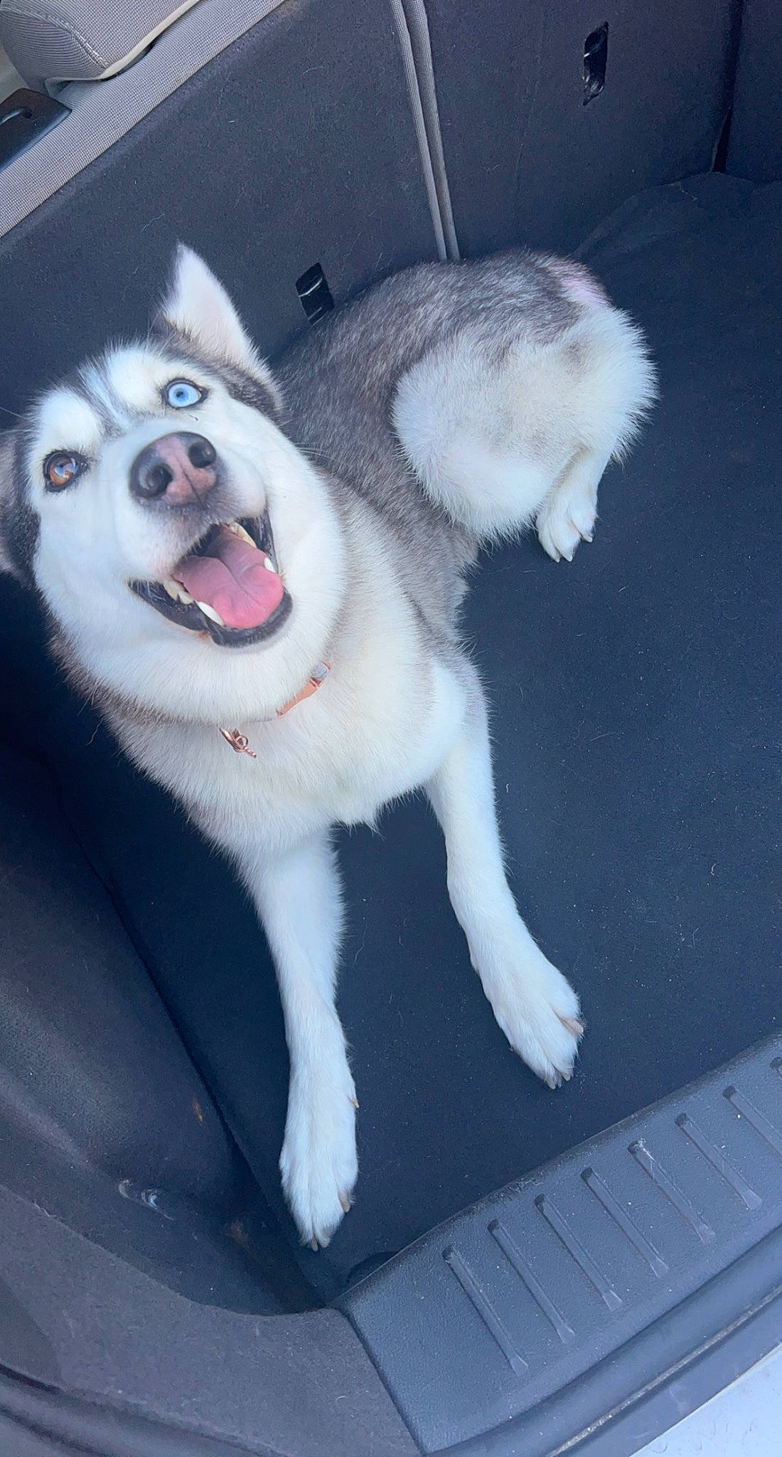 Athena is registered to the contest to win money with this photo: ancient_dog_breeds, canidae, carnivore, companion_dog, dog, dog_breed, fang, fur, non_sporting_group, paw, sled_dog, snout, sporting_group, tail, whiskers, working_animal, working_dog