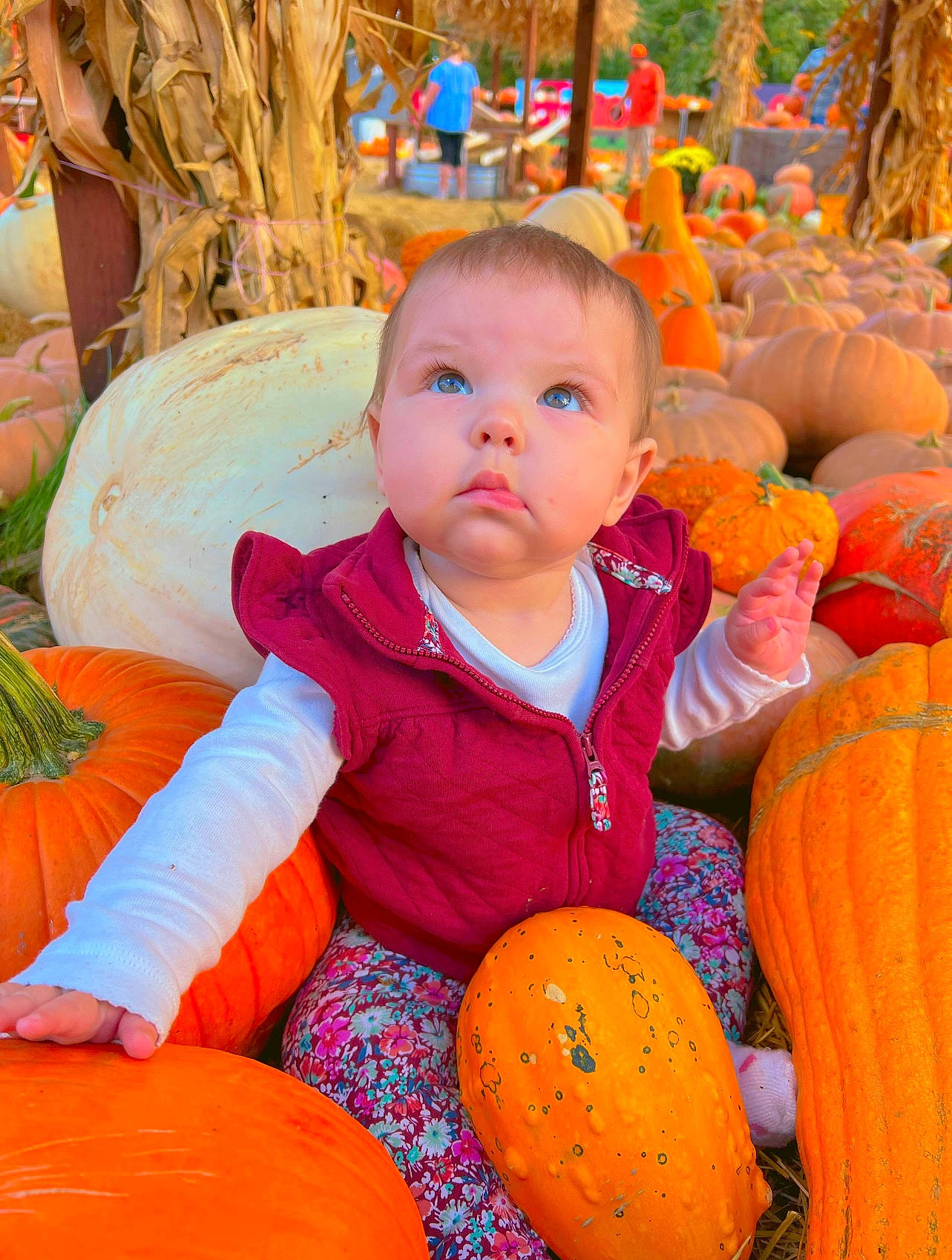 Oaklee joined the competition — help win amazing prizes! calabaza, child, cucurbita, eye, fruit, fun, gourd, happy, human_body, leisure, local_food, natural_foods, orange, person, plant, pumpkin, squash, toddler, tradition, vegetable