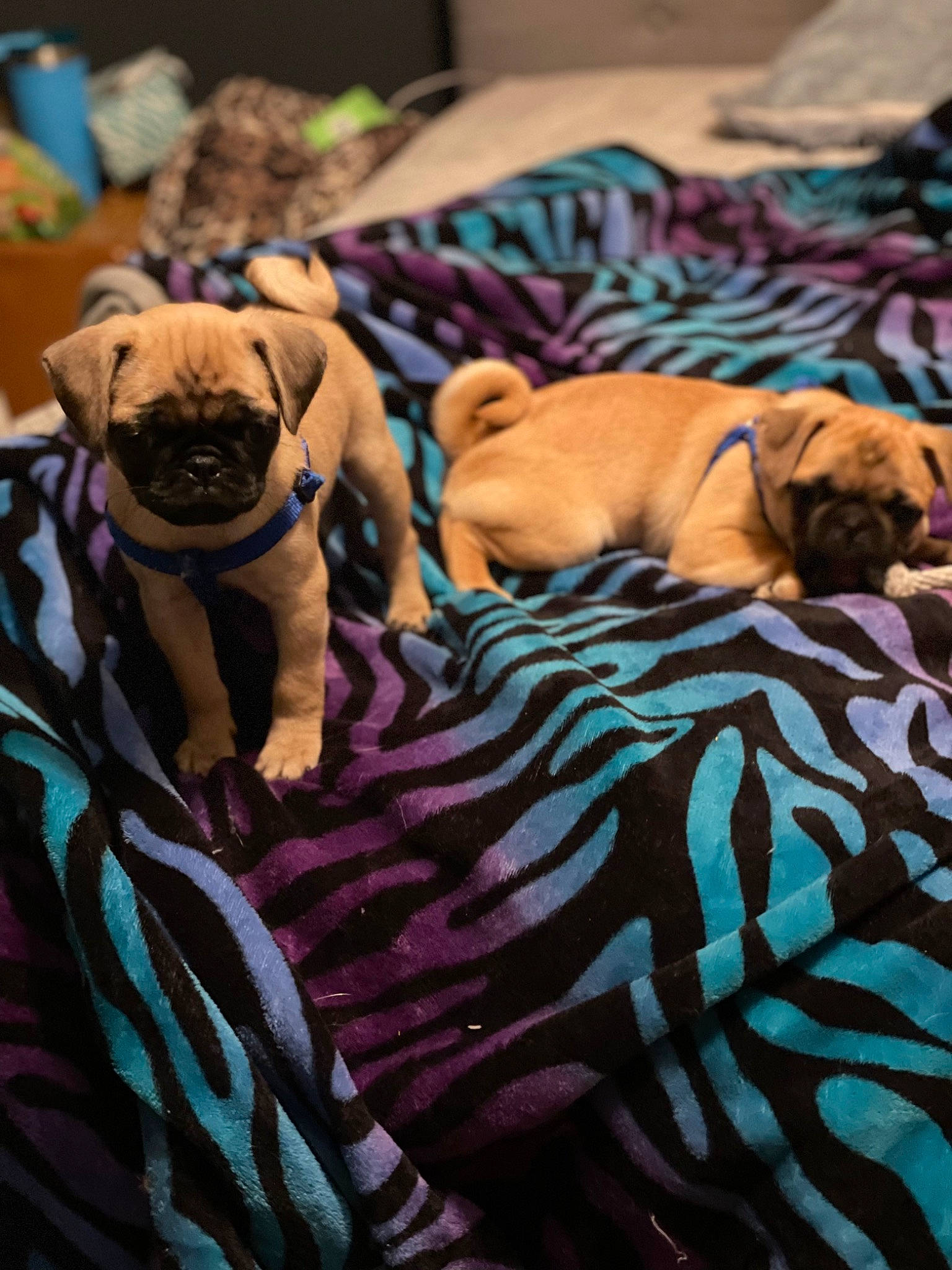 Jyn is registered to the contest to win money with this photo: bedding, canidae, carnivore, comfort, companion_dog, dog, dog_breed, dog_supply, fawn, fur, linens, nap, pug, room, snout, sporting_group, terrestrial_animal, toy_dog, working_animal, wrinkle