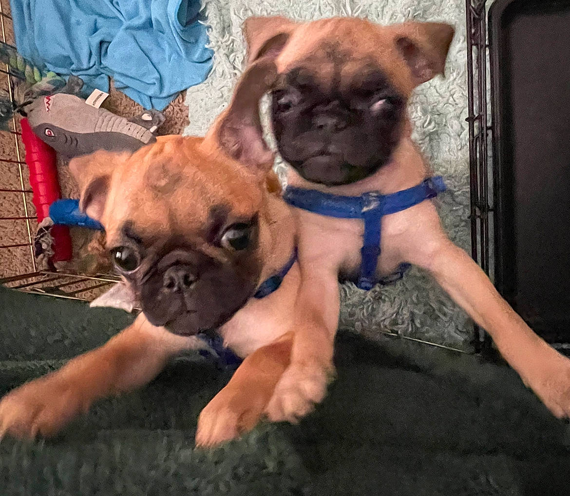 Jyn joined the competition — help win amazing prizes! ancient_dog_breeds, canidae, carnivore, companion_dog, dog, dog_breed, dog_supply, fawn, foot, fur, non_sporting_group, pug, snout, sporting_group, terrestrial_animal, toy_dog, working_animal, wrinkle