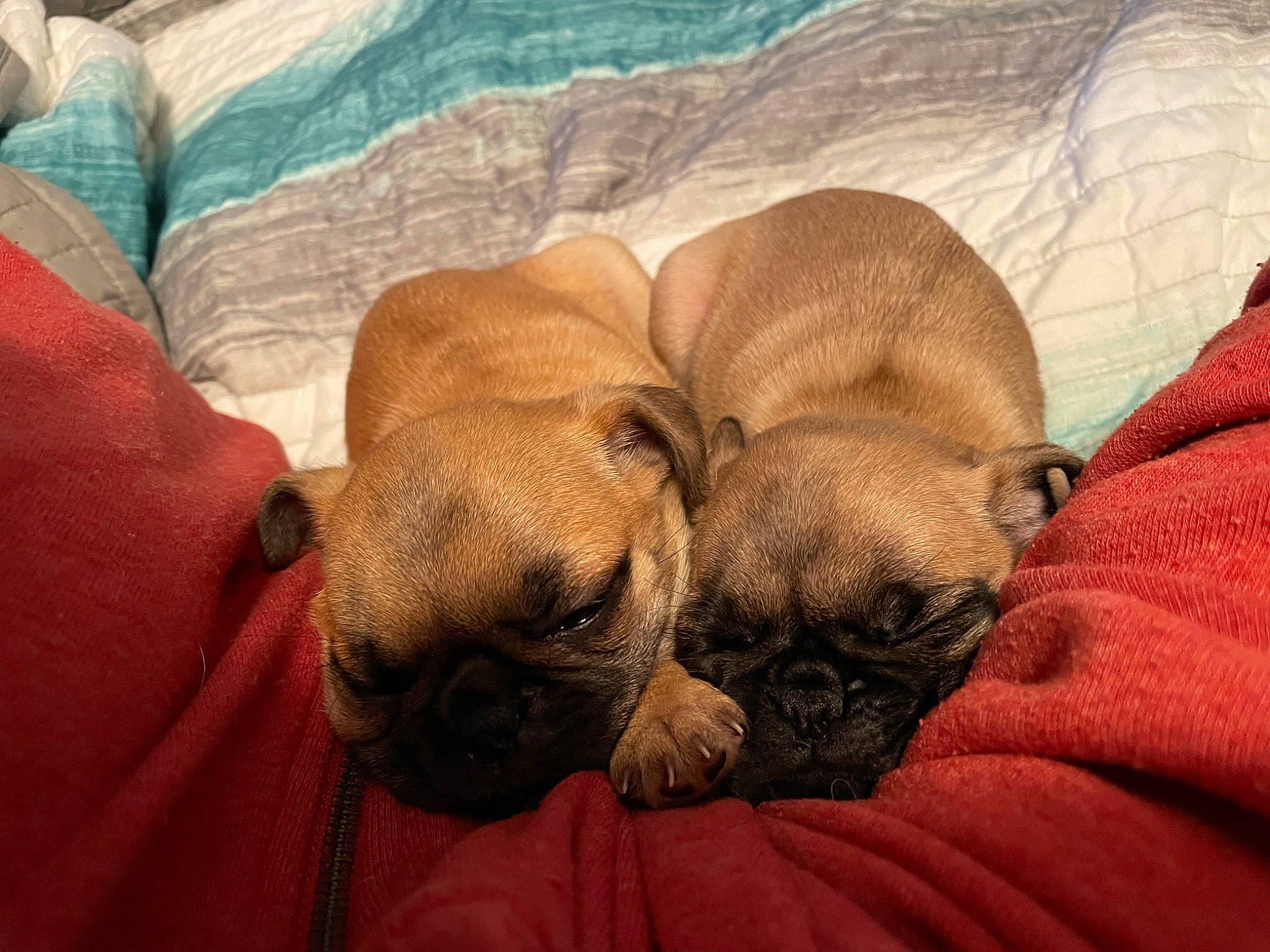 Jyn is registered to the contest to win money with this photo: bulldog, canidae, carnivore, comfort, companion_dog, dog, dog_breed, ear, fawn, fur, linens, pug, puppy, puppy_love, snout, sporting_group, terrestrial_animal, toy_dog, whiskers, wrinkle