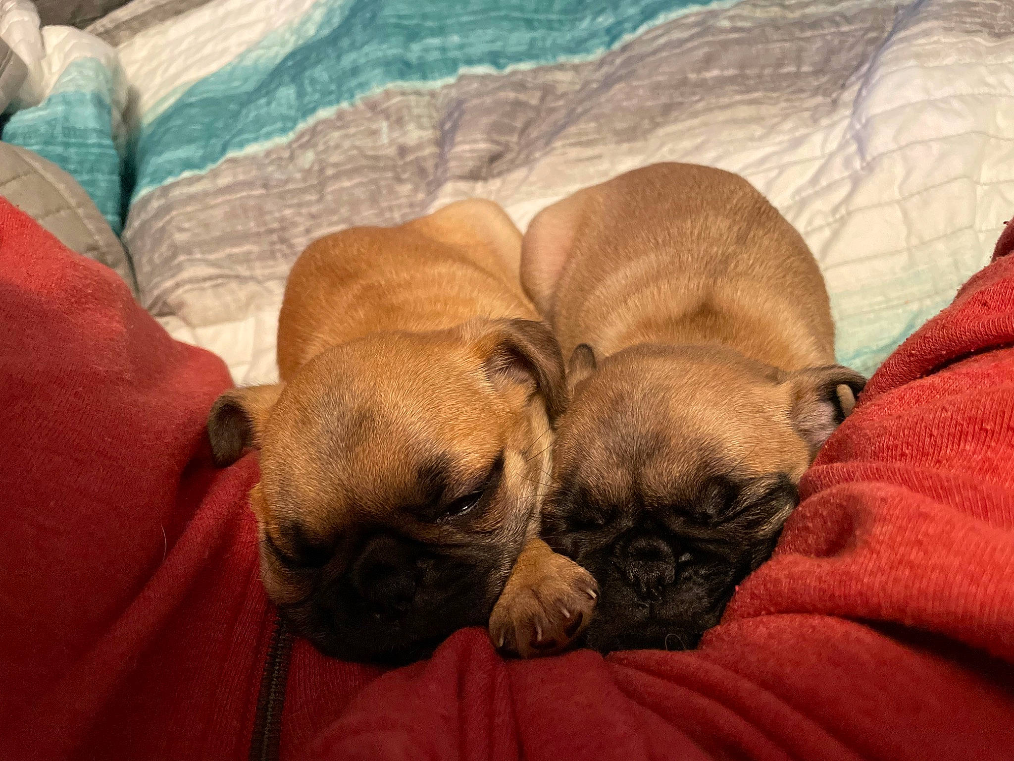 Jyn joined the competition — help win amazing prizes! bulldog, canidae, carnivore, comfort, companion_dog, dog, dog_breed, ear, fawn, fur, linens, paw, pug, puppy_love, snout, sporting_group, terrestrial_animal, toy_dog, whiskers, wrinkle