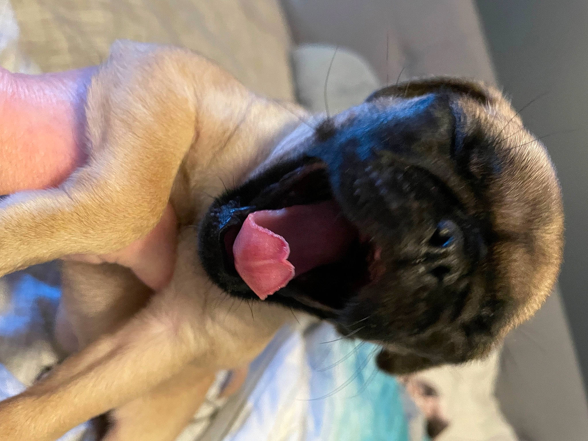 Jyn is registered to the contest to win money with this photo: carnivore, collar, comfort, companion_dog, dog, dog_breed, ear, electric_blue, fawn, felidae, finger, gesture, jaw, nail, small_to_medium_sized_cats, snout, sporting_group, tail, whiskers, wrinkle