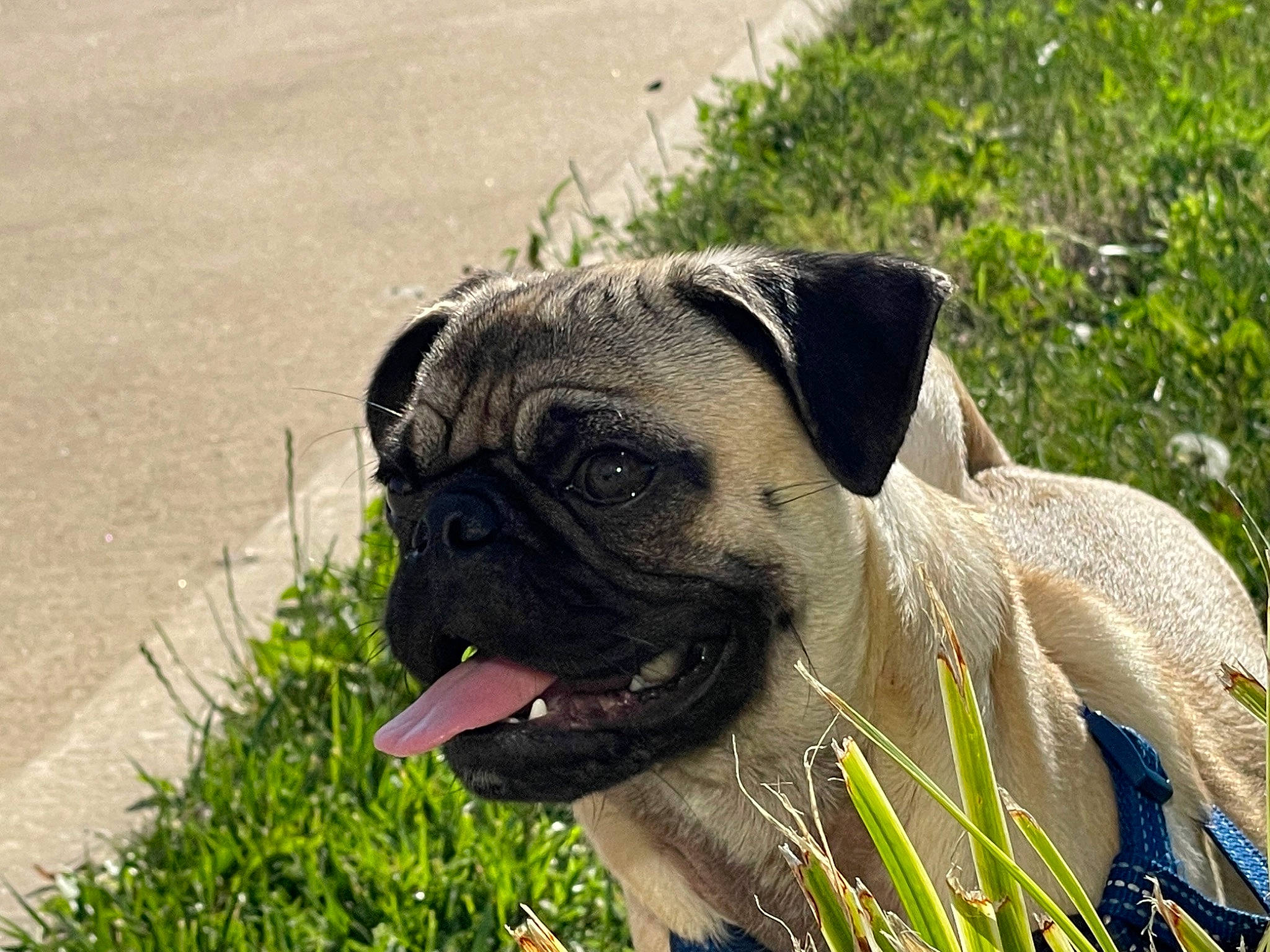 Kylo is registered to the contest to win money with this photo: ancient_dog_breeds, canidae, carnivore, companion_dog, dog, dog_breed, fawn, grass, landscape, molosser, non_sporting_group, plant, pug, snout, soil, sporting_group, toy_dog, whiskers, working_animal, wrinkle
