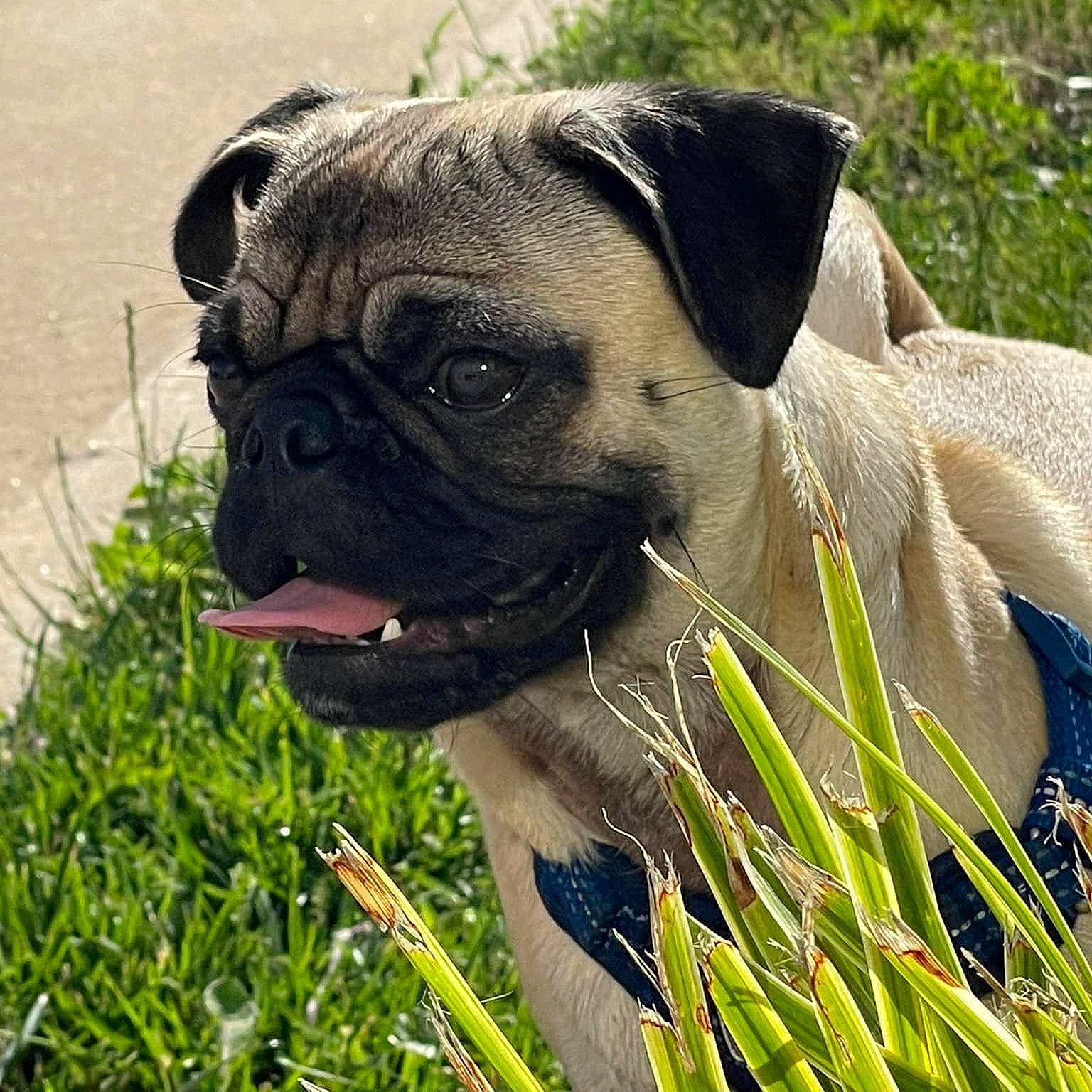 Kylo is registered to the contest to win money with this photo: bulldog, canidae, carnivore, collar, companion_dog, dog, dog_breed, dog_collar, fawn, grass, plant, pug, snout, sporting_group, terrestrial_animal, toy_dog, tree, whiskers, working_animal, wrinkle