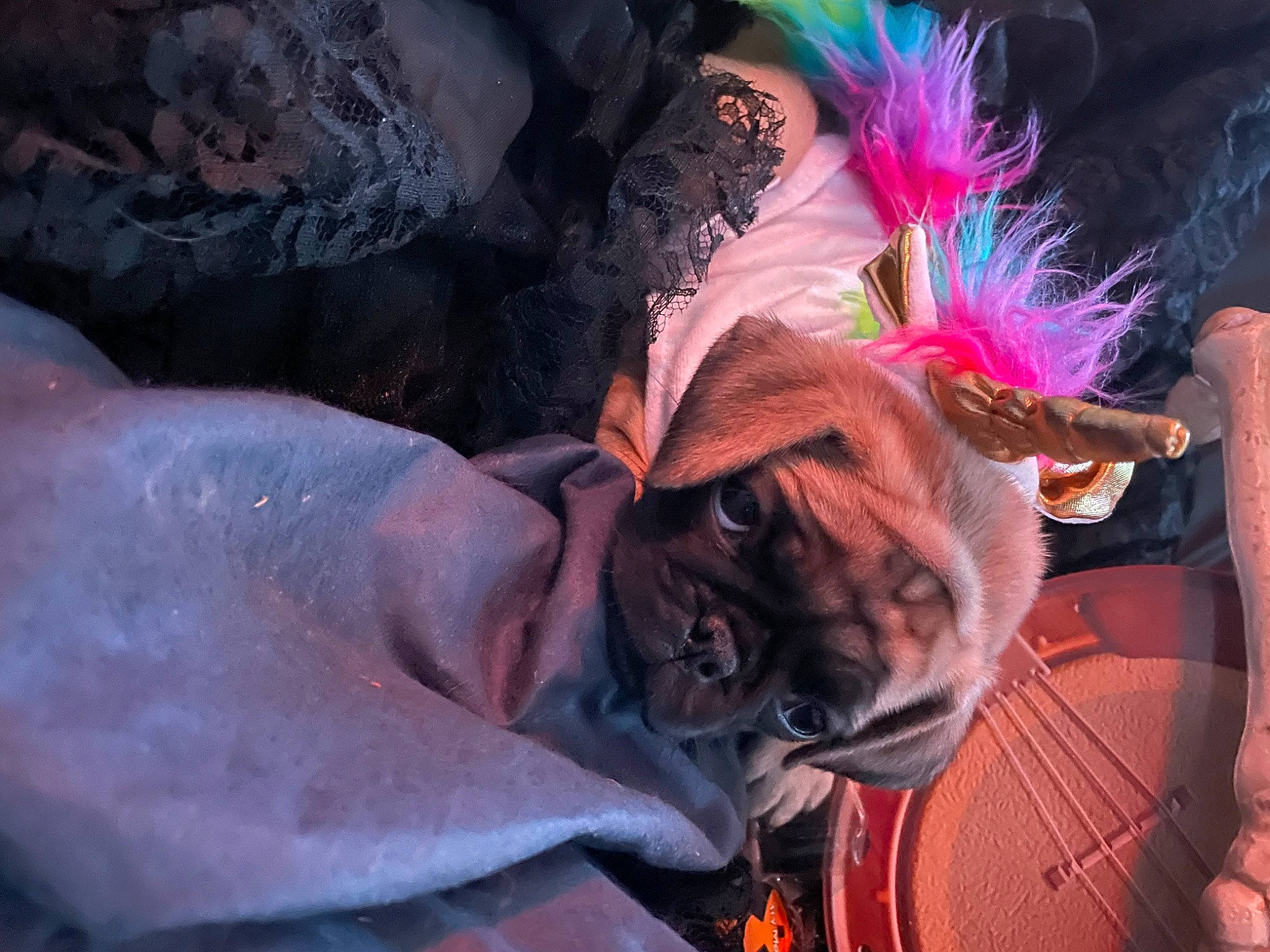 R Too is registered to the contest to win money with this photo: costume, costume_hat, event, eyewear, fashion_accessory, fawn, feather, felidae, festival, fictional_character, flesh, fur, hat, headpiece, magenta, small_to_medium_sized_cats, sun_hat, sunglasses, tradition, whiskers