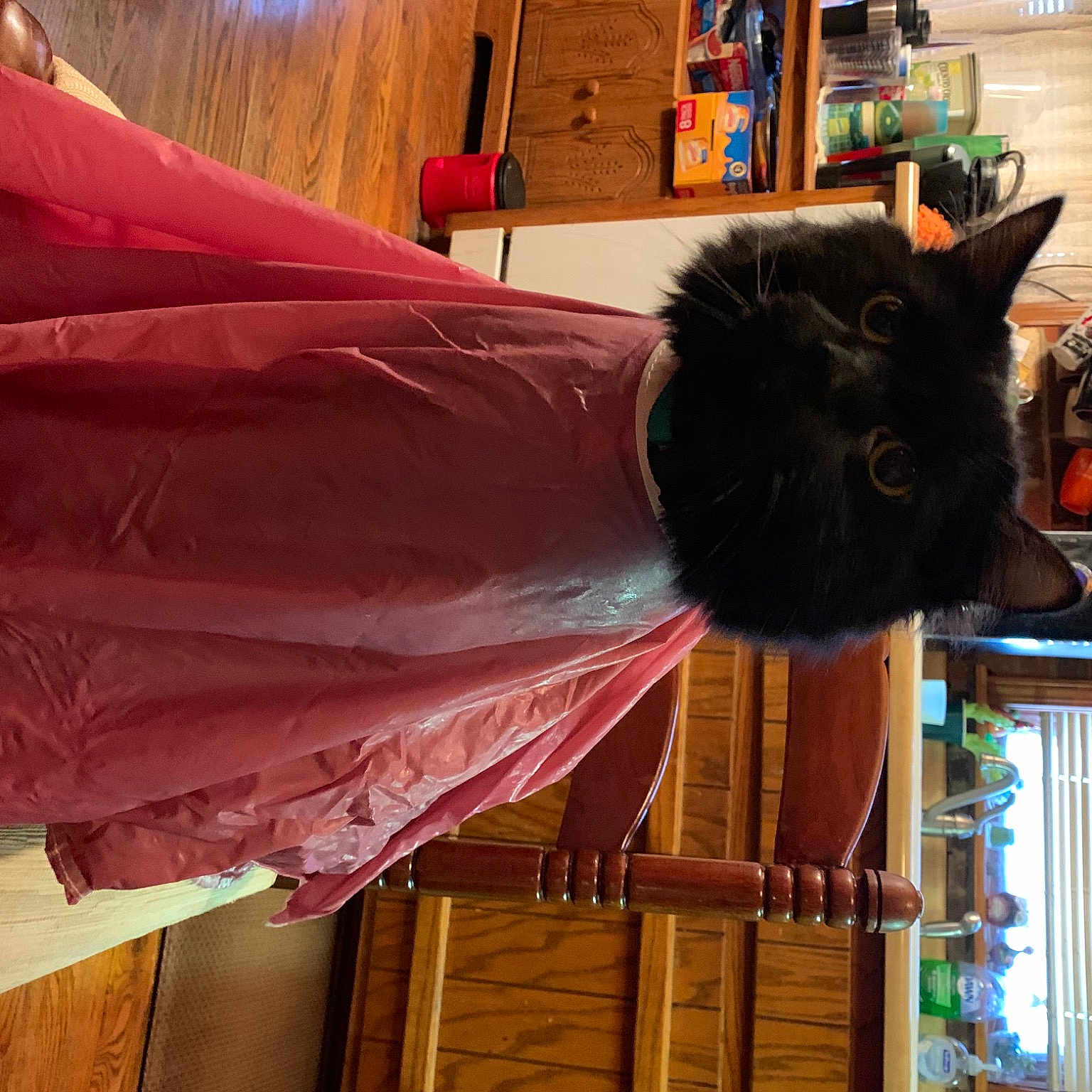 Darth Kitty