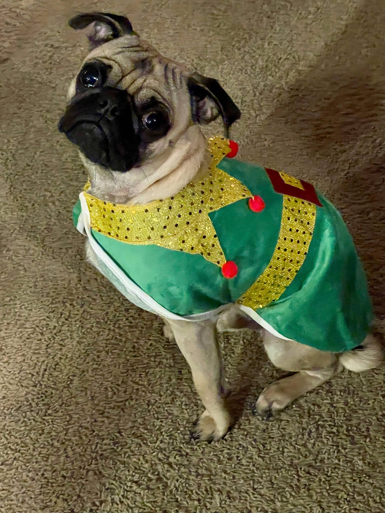 Kylo is registered to the contest to win money with this photo: bulldog, canidae, carnivore, collar, companion_dog, dog, dog_breed, dog_clothes, dog_collar, dog_supply, fawn, grass, leash, pet_supply, pug, snout, sporting_group, toy_dog, working_animal, wrinkle