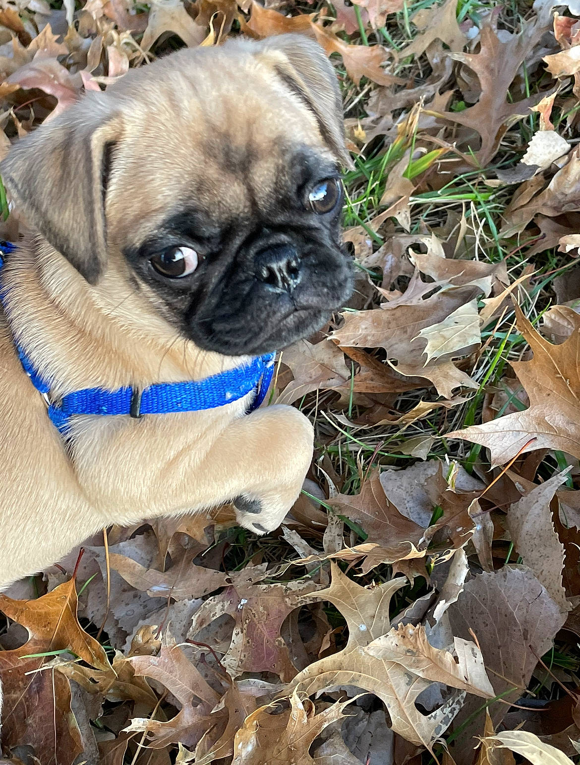Jyn is registered to the contest to win money with this photo: canidae, carnivore, companion_dog, dog, dog_breed, dog_collar, fawn, grass, groundcover, plant, pug, snout, soil, sporting_group, terrestrial_animal, toy_dog, tree, whiskers, working_animal, wrinkle