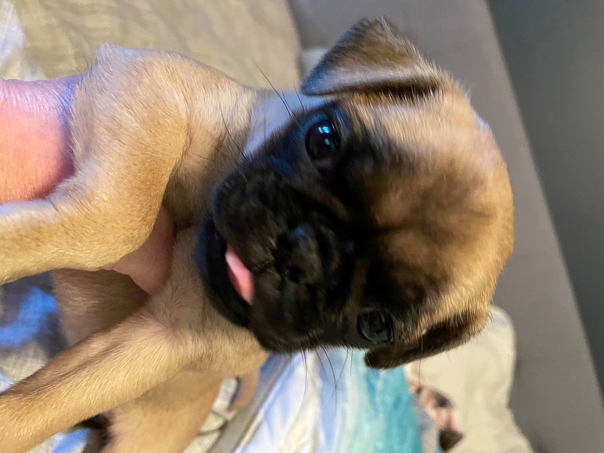 Jyn is registered to the contest to win money with this photo: canidae, carnivore, companion_dog, dog, dog_breed, ear, electric_blue, fawn, fur, nail, non_sporting_group, pug, snout, sporting_group, terrestrial_animal, toy_dog, whiskers, working_animal, wrinkle