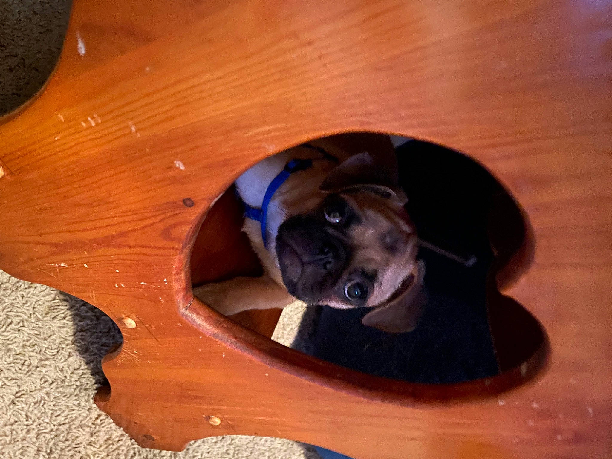 R Too joined the competition — help win amazing prizes! carnivore, comfort, companion_dog, dog, dog_breed, electric_blue, fawn, flooring, hardwood, paw, personal_protective_equipment, pet_supply, plywood, snout, sporting_group, toy, varnish, wood, wood_stain, working_animal